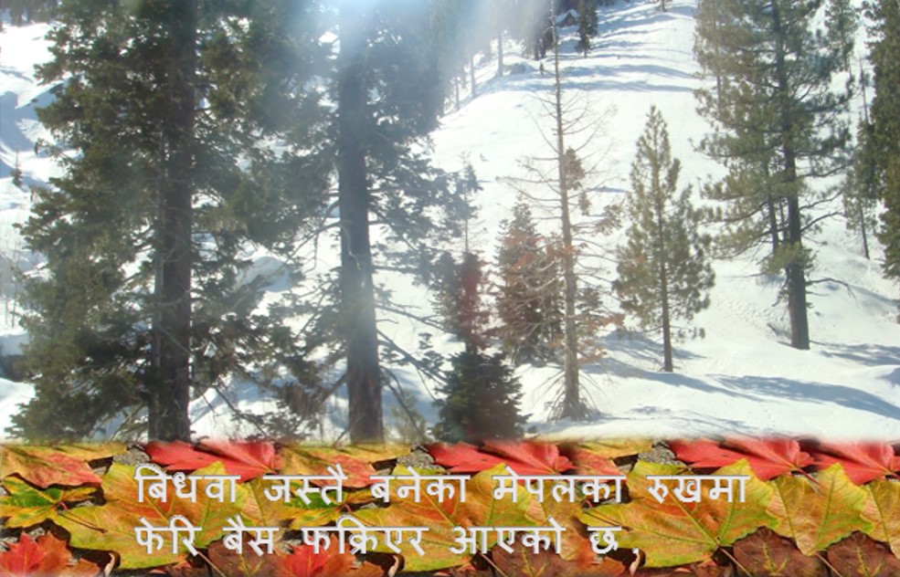 ……. फेरि बैँस फर्की आउने छ !