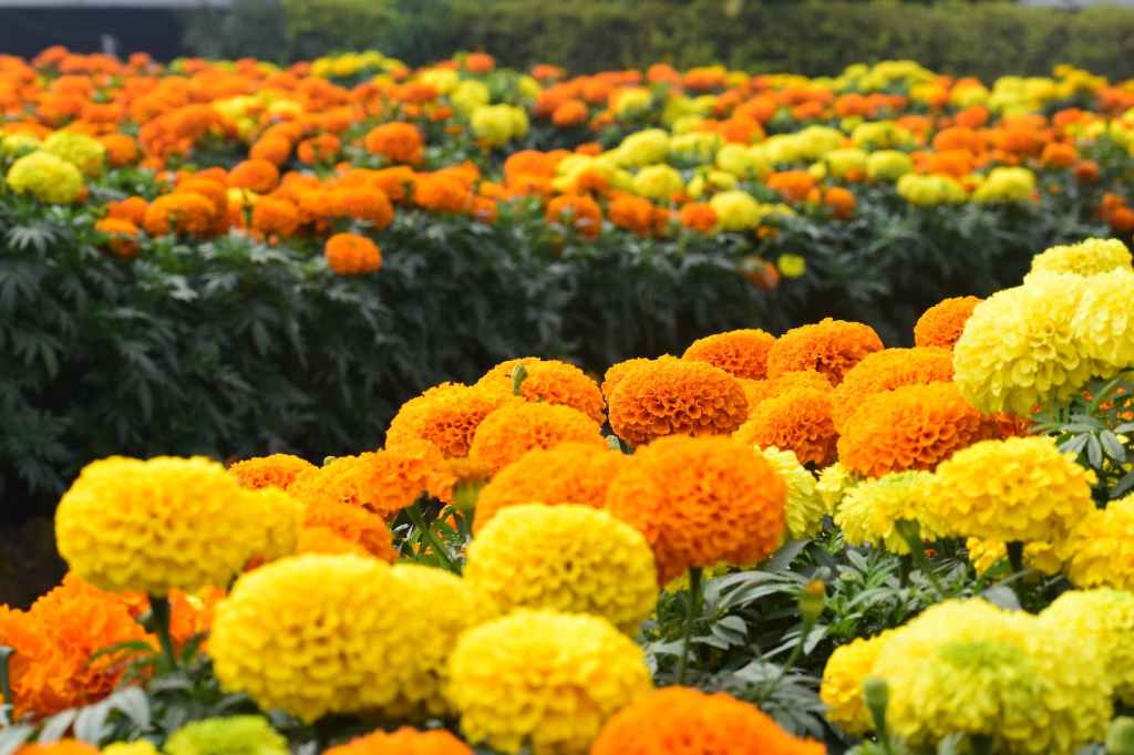 Marigold Flower (Sayapatri): The Radiant Heart of Diwali – Symbolism, Care, and Celebration”